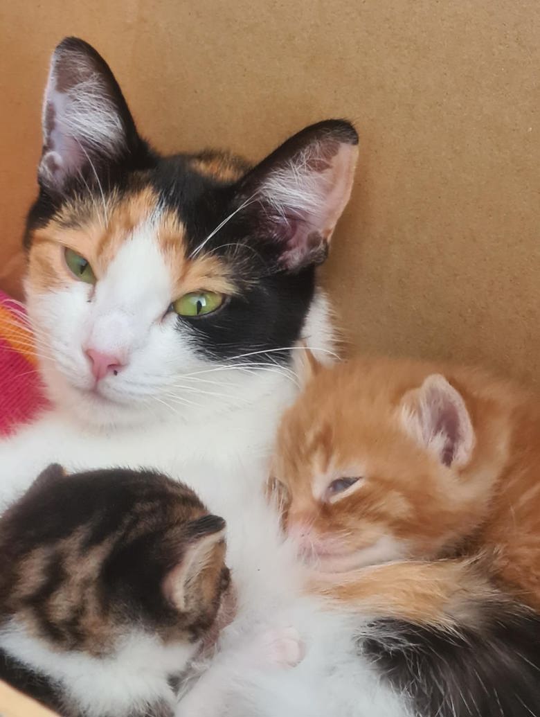 Image of a mother cat and two kittens