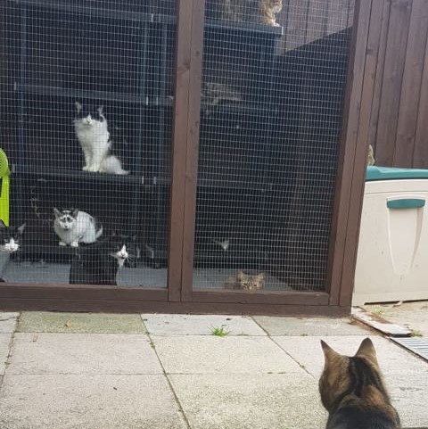 Image of a cat overlooking multiple other cats