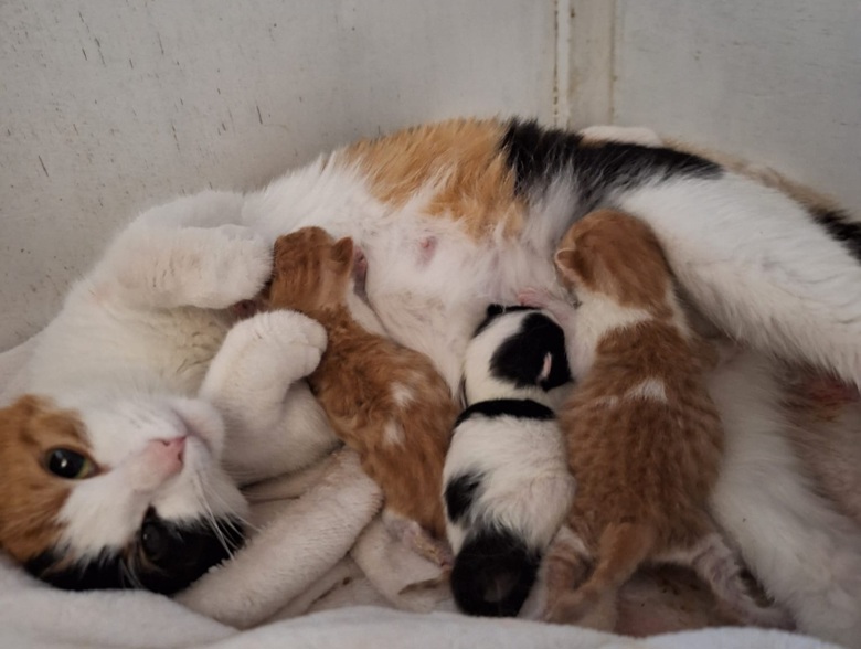 Image of a mother cat and her kittens