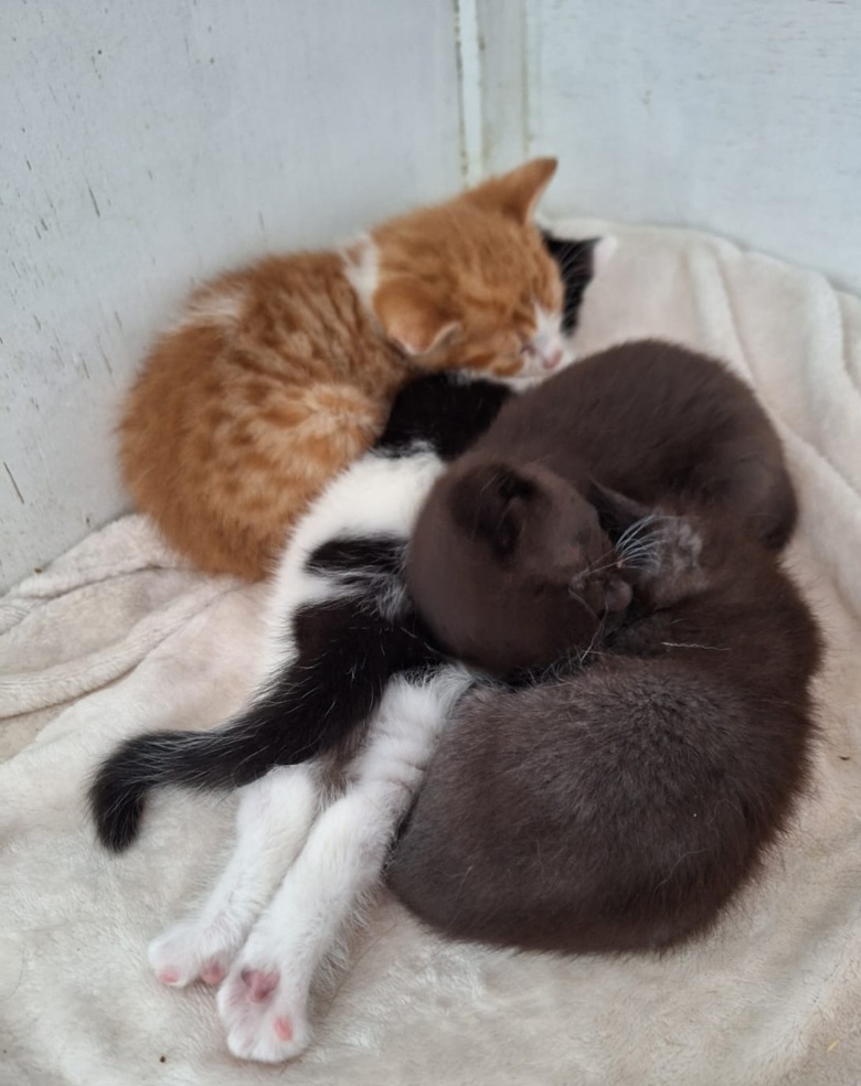 Image of four kittens