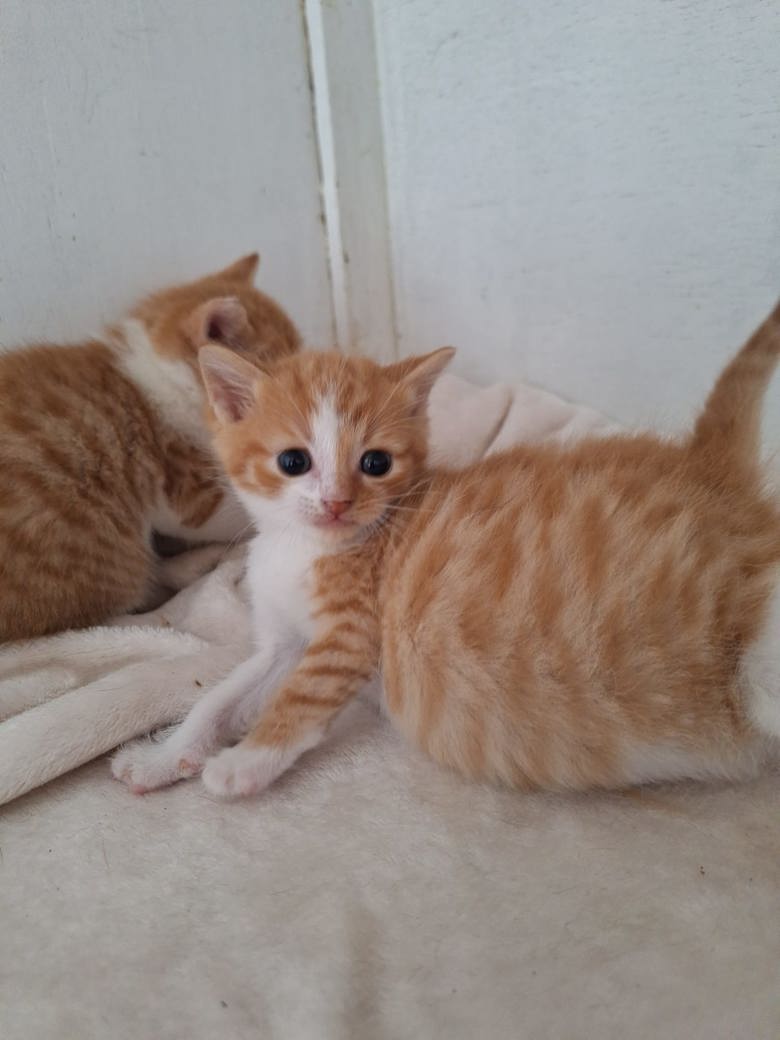 Image of two kittens