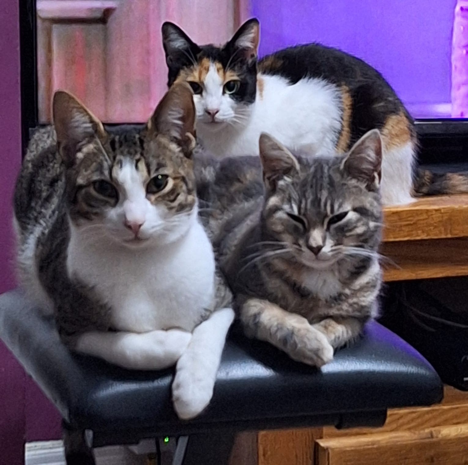 Image of three cats