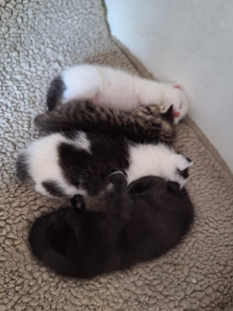 Image of a three kittens