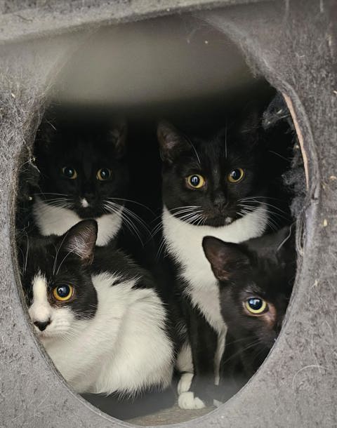 Image of four kittens