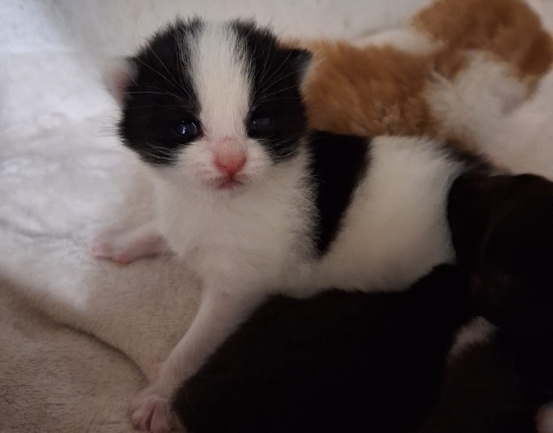 Image of a litter of kittens