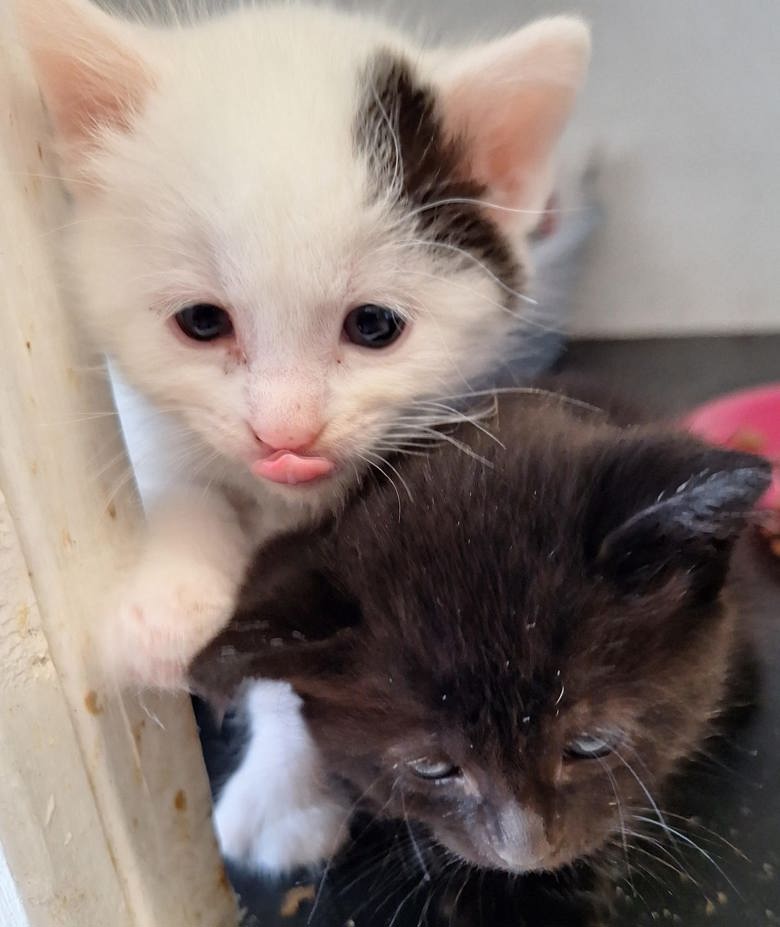 Image of two kittens