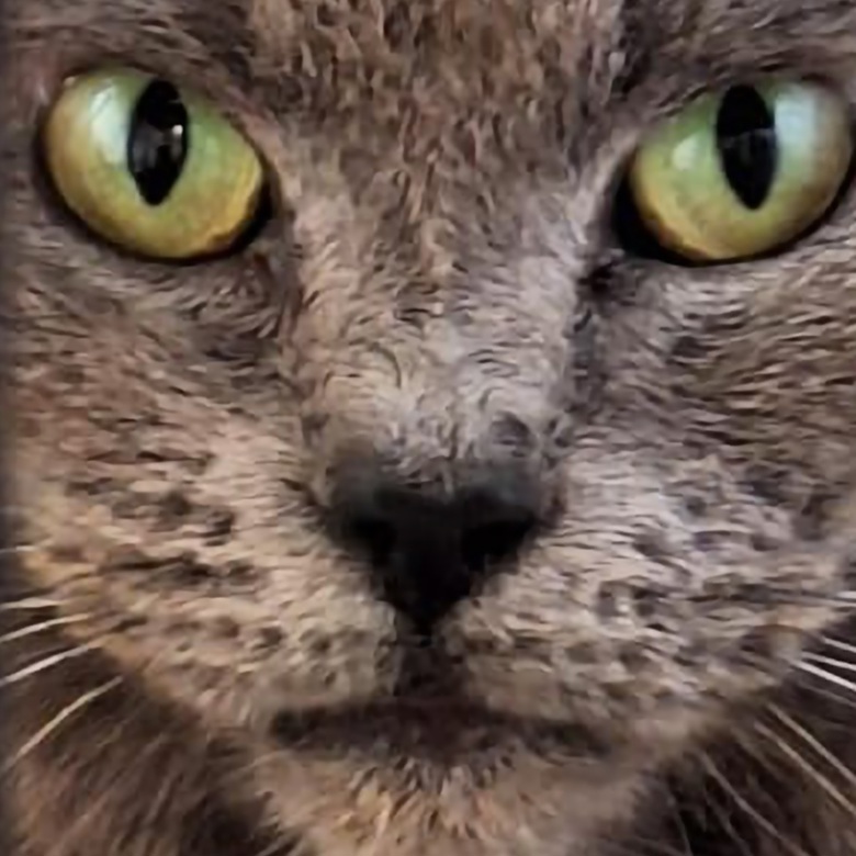 Closeup Image of a cat