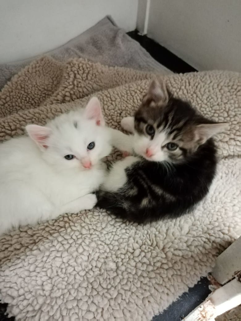 Image of two kittens