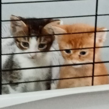 Image of two kittens