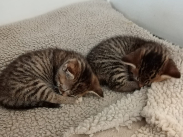 Image of a two kittens