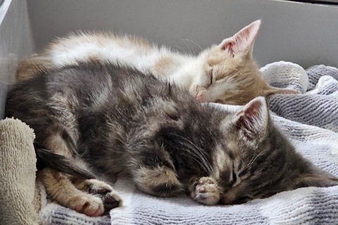 Image of two kittens