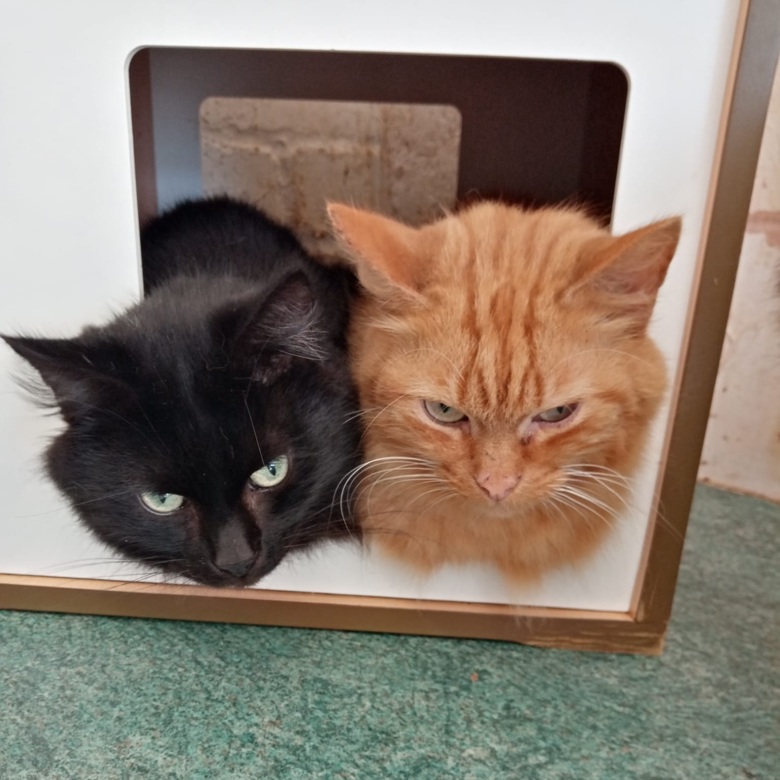 Image of two cats