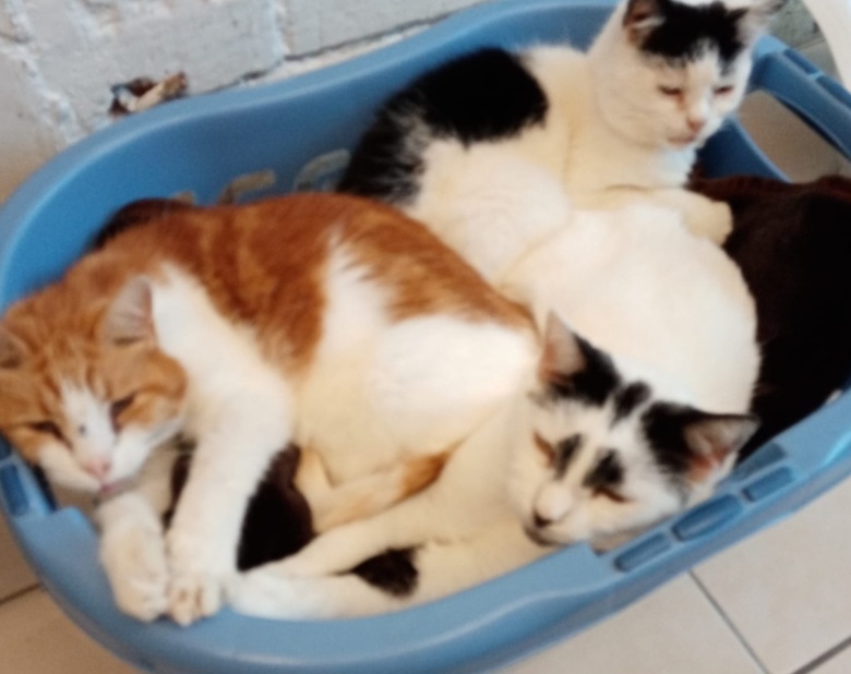 Image of three cats