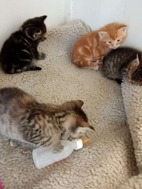 Image of four kittens