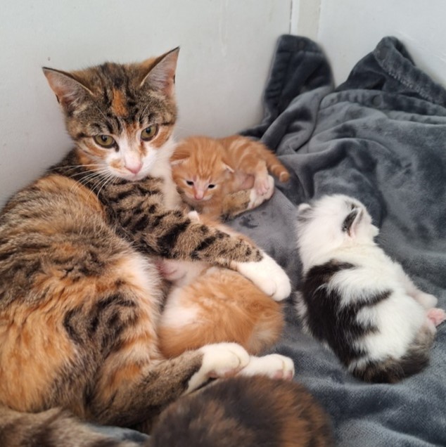 Image of a mother cat and her litter of kittens