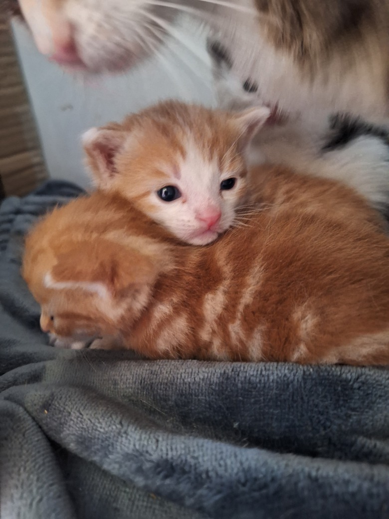 Image of two kittens