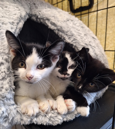 Image of three kittens