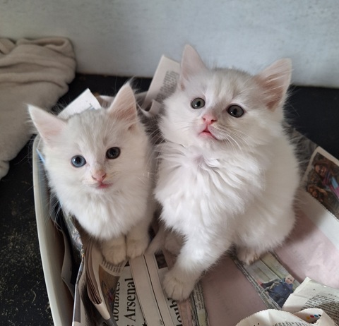 Image of two kittens