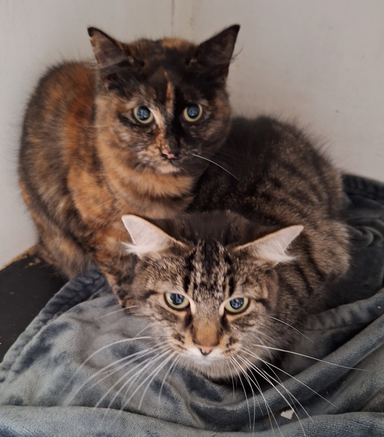 Image of two cats