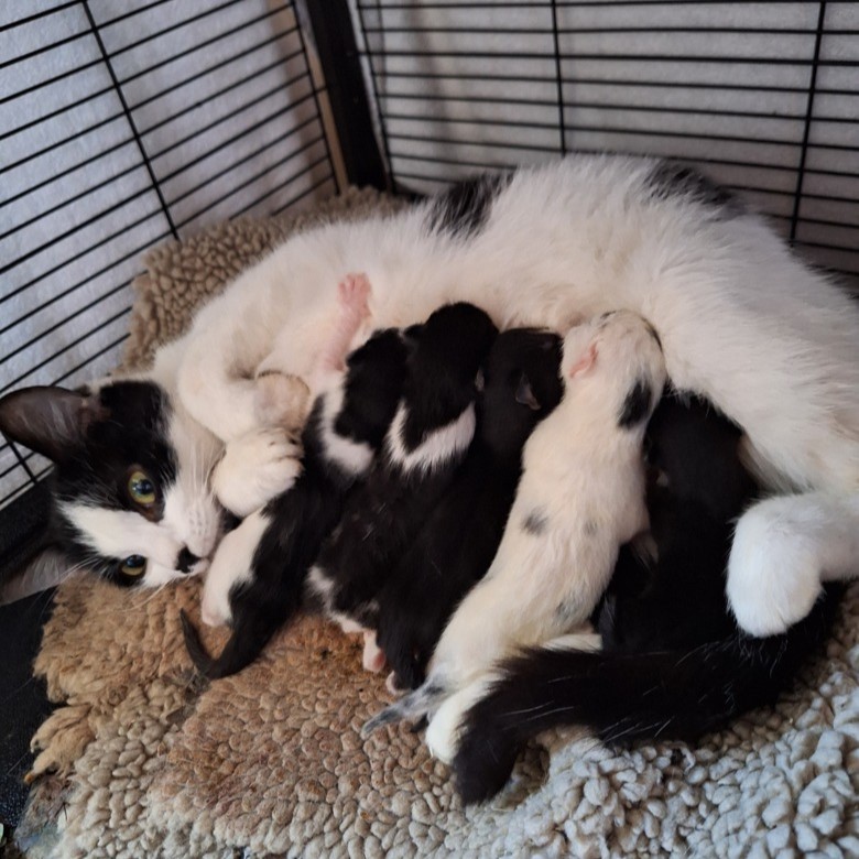 Image of a mother and her kittens