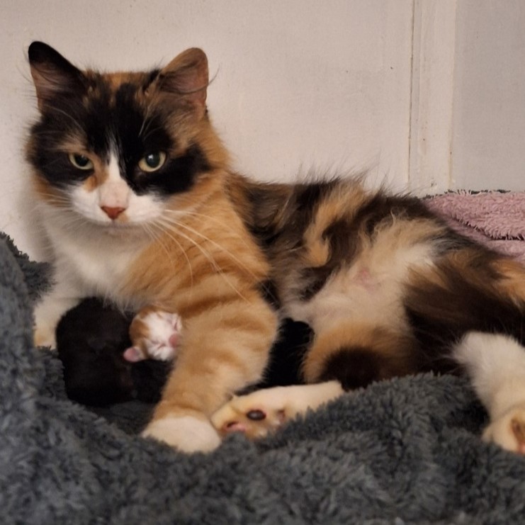 Image of a mother and her kitten