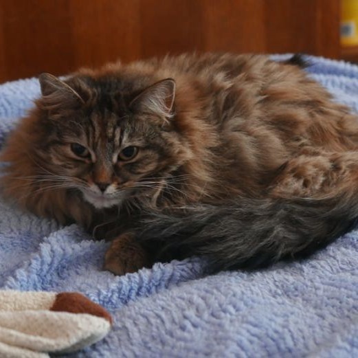 Image of a cat