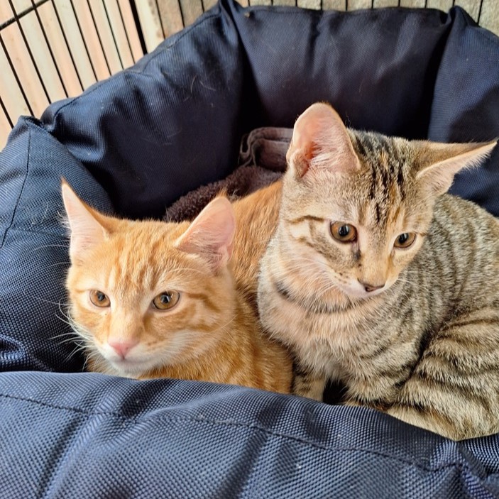 Image of two kittens